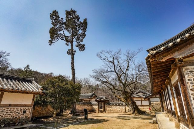 회양목(왼쪽)과 키 큰 향나무, 느티나무(오른쪽) [사진/백승렬 기자] 