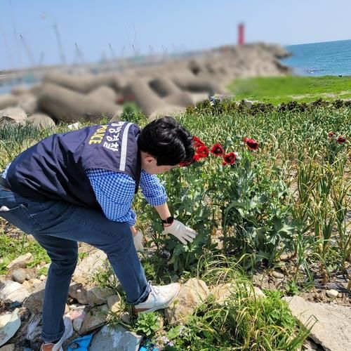 양귀비 재배 단속
