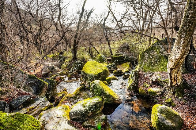 등나무 군락지[사진/백승렬 기자]