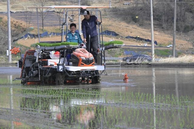  순창군 풍산면 논에서 첫 모내기