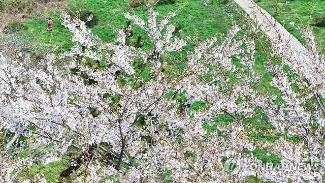제주는 고사리 따는 봄