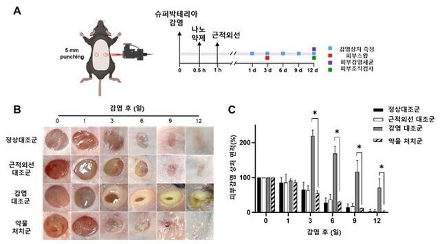 시데로포어-금 나노입자의 상처 치유 효과 