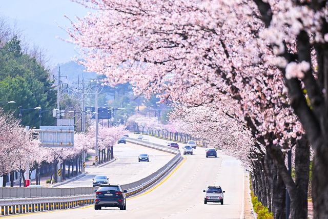 속초 시내 벚꽃