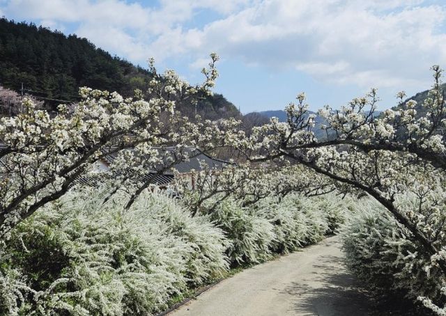 무궁화수목원 꽃터널