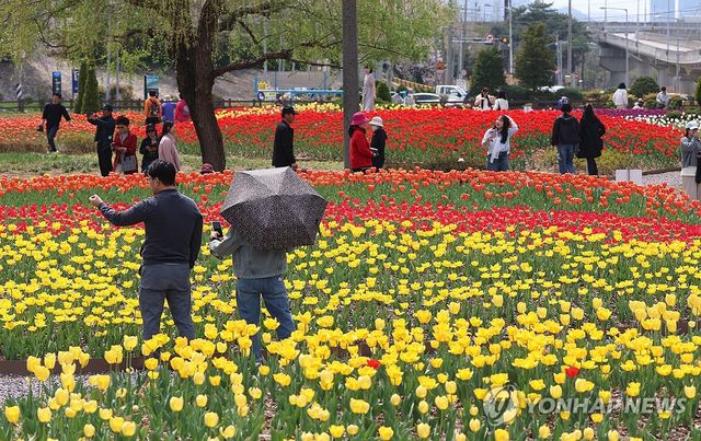 부산 화명생태공원, 활짝 핀 튤립