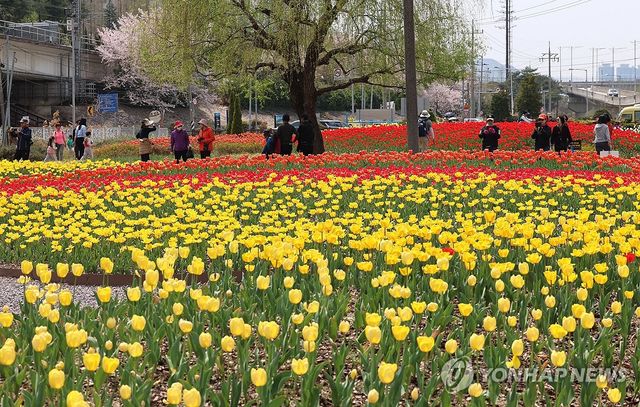 튤립 감상하는 시민들