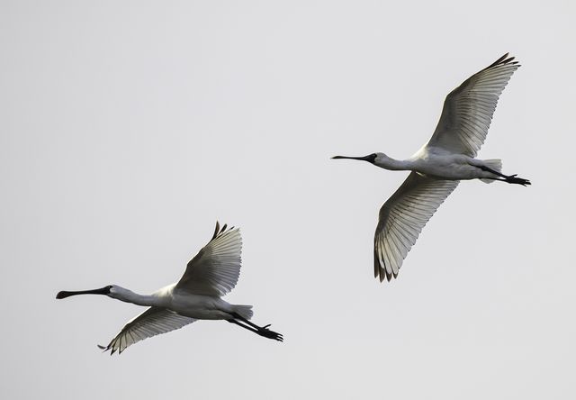 울산 찾아온 저어새