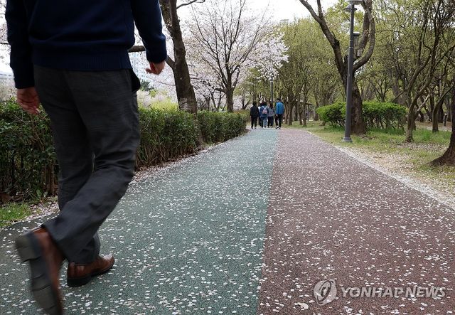 꽃잎 깔린 산책길