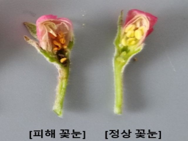 사과꽃 저온 피해 사례