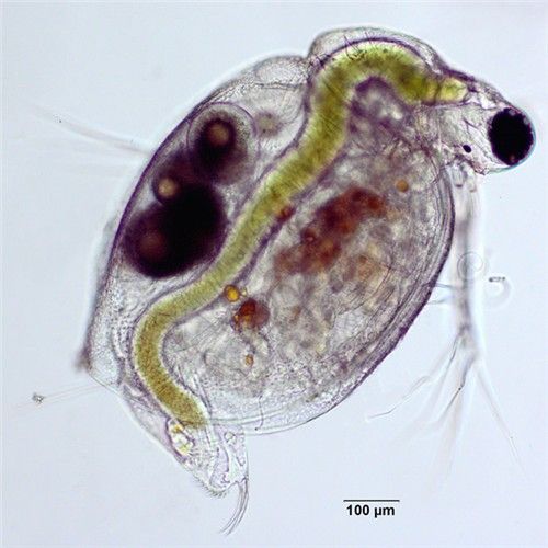 국내에 서식하는 물벼룩(학명 Monia macrocopa, Ceriodaphnia dubia). [국립환경과학원 제공. 재판매 및 DB 금지]
