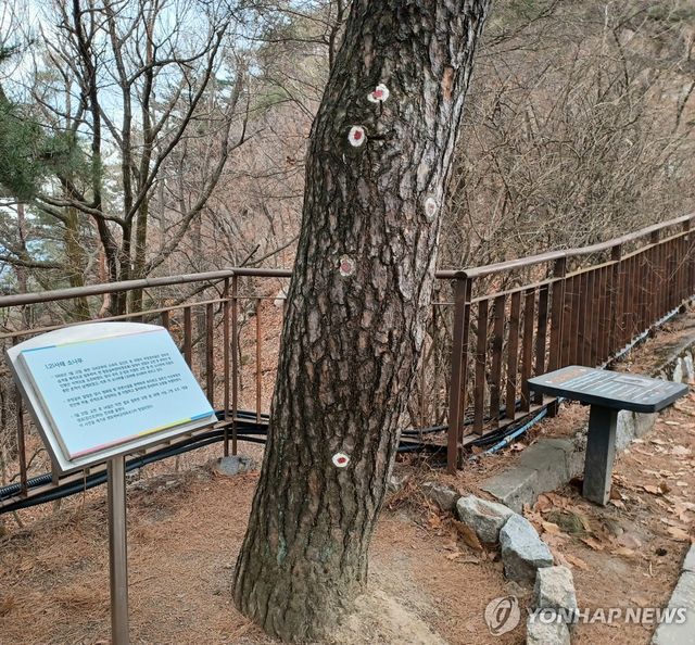 1.21사태 소나무