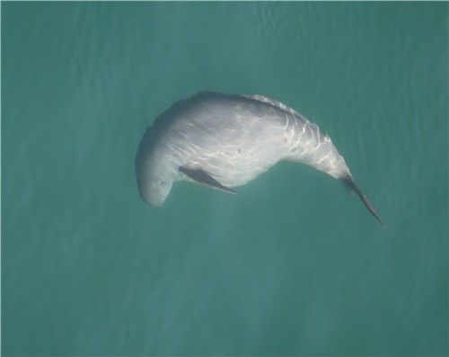 만삭의 상괭이. [국립공원공단 제공. 재판매 및 DB 금지]
