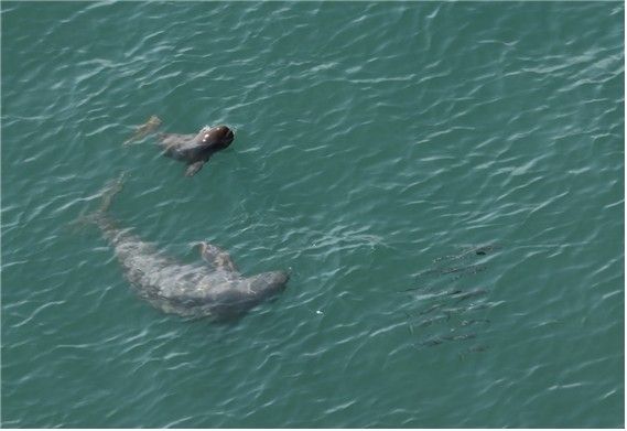 상괭이가 새끼와 숭어떼를 추적하는 모습. [국립공원공단 제공. 재판매 및 DB 금지]