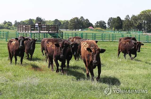 한라산 중턱의 제주흑우