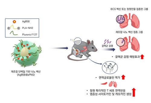 "'체온 반응해 항원 방출' 신개념 나노입자 결핵백신 효과 입증" - 2
