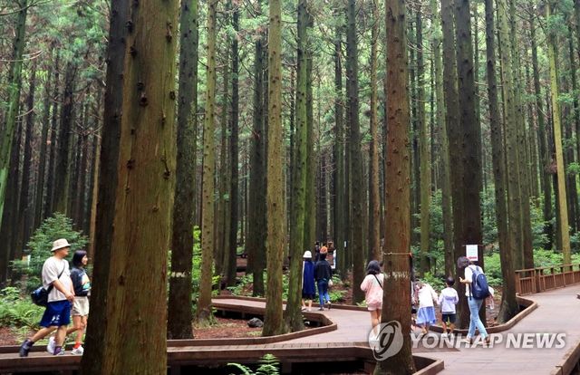 사려니숲길 걷는 탐방객들