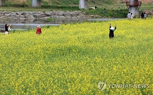 유채꽃밭의 상춘객