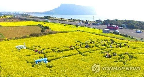 성산일출봉과 유채