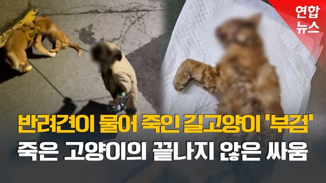 [영상] 산책하던 반려견이 길고양이 공격…견주의 충격 행동 - 2