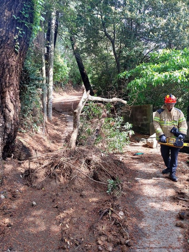 강풍으로 도로에 쓰러진 나무 제거 작업