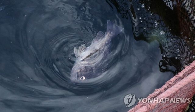 고수온에 죽어 가는 물고기
