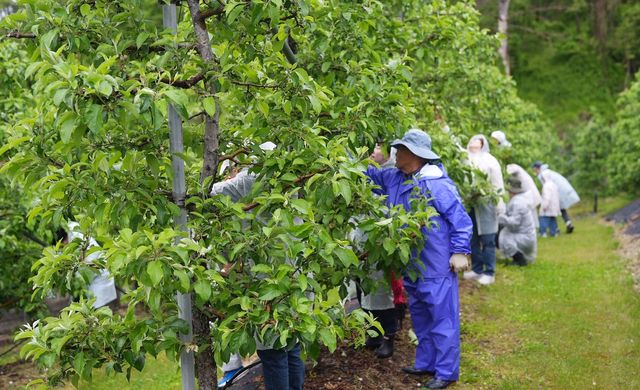 사과 농가서 일손 돕기 봉사활동 펼치는 원공노 조합원들 