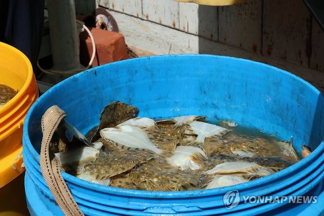 폐사한 강도다리