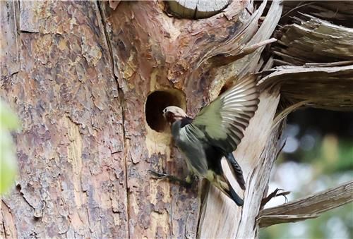 붉은부리찌르레기에게 둥지 빼앗은 쇠찌르레기