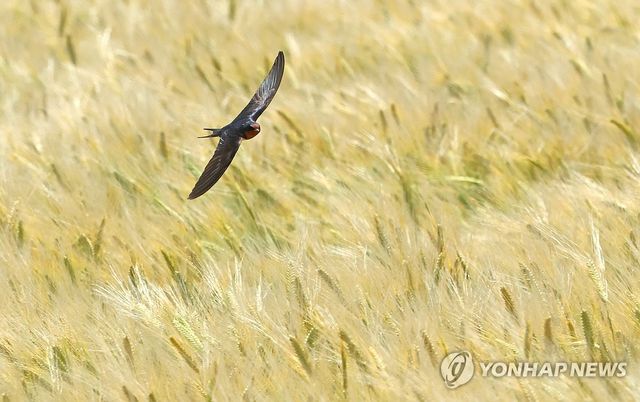 제비와 청보리가 만든 봄의 풍경