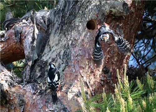 인근 소나무에 새 둥지 마련한 오색딱따구리