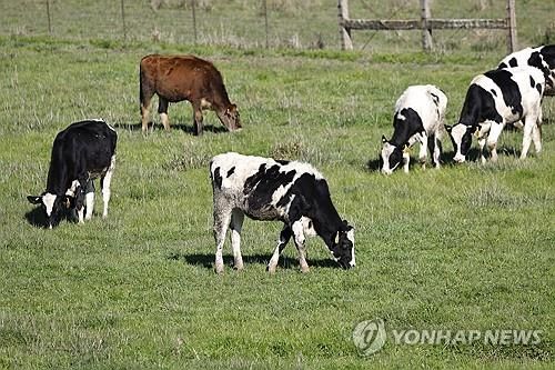 미국 캘리포니아의 한 목장에서 풀을 뜯고 있는 소들 [EPA 연합뉴스] 