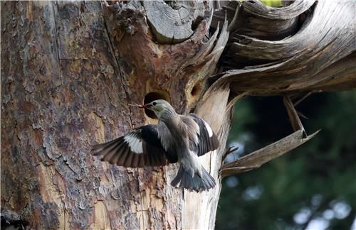 오색딱따구리 둥지 빼앗은 붉은부리찌르레기