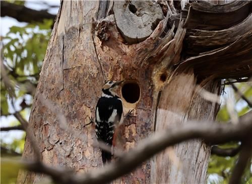 설해목에 둥지 튼 오색딱따구리