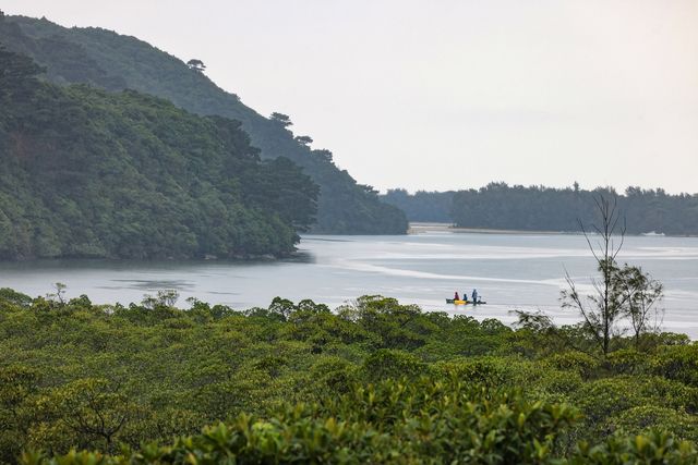 우라우치가와 맹그로브 숲 [사진/임헌정 기자]