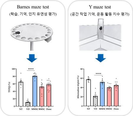 MMSC 이식 통한 혈관성 치매 모델의 인지기능 및 행동 장애 개선 효과를 검증 시험 