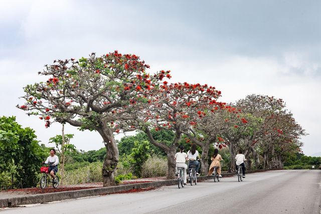 자동나무 가로수길 자전거 타는 여행객 [사진/임헌정 기자]