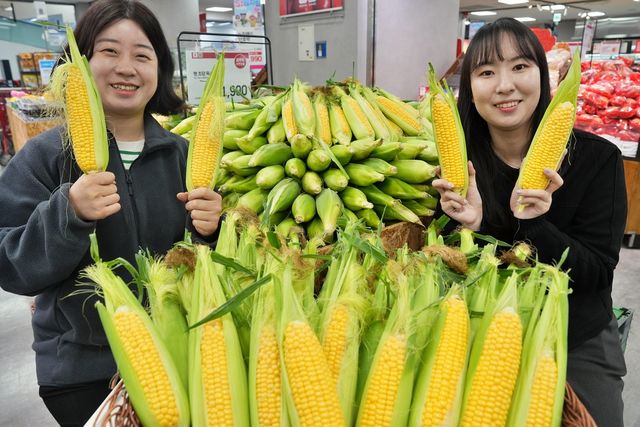 롯데마트·슈퍼, 초당옥수수 1천990원에 판매…20만개 준비 