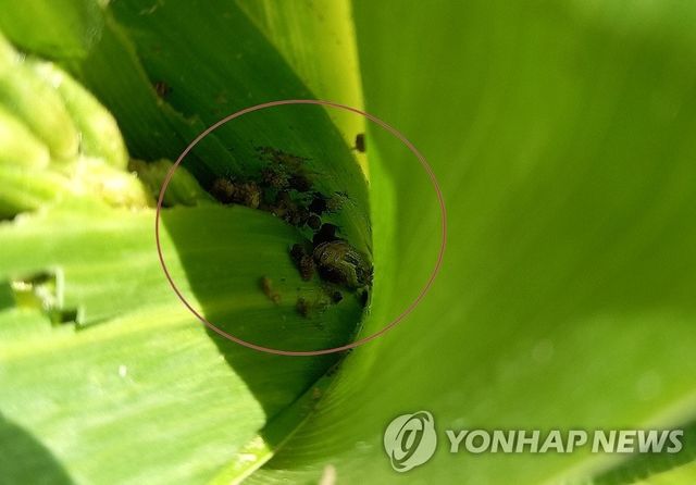 멸강나방 유충(자료 사진)