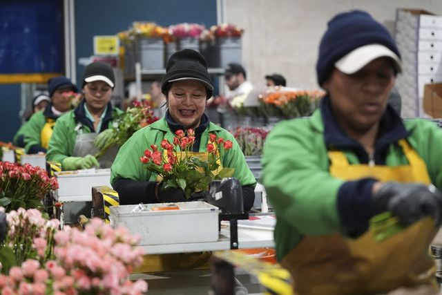 어머니의 날을 앞두고 판매용 꽃을 준비하는 에콰도르 농장 직원들 