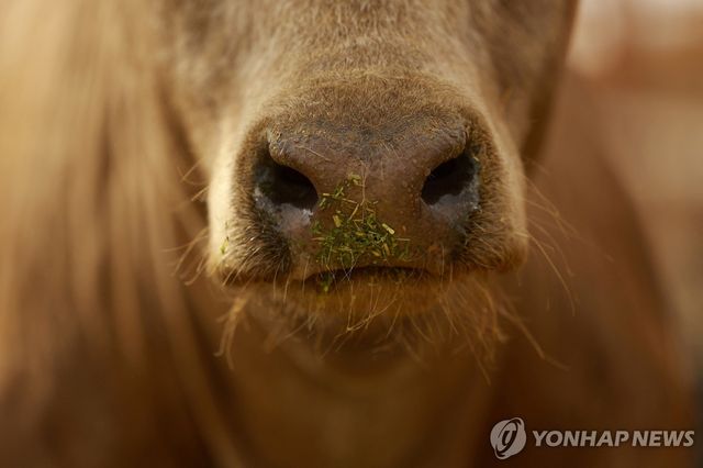 '미국행' 막힌 멕시코 소