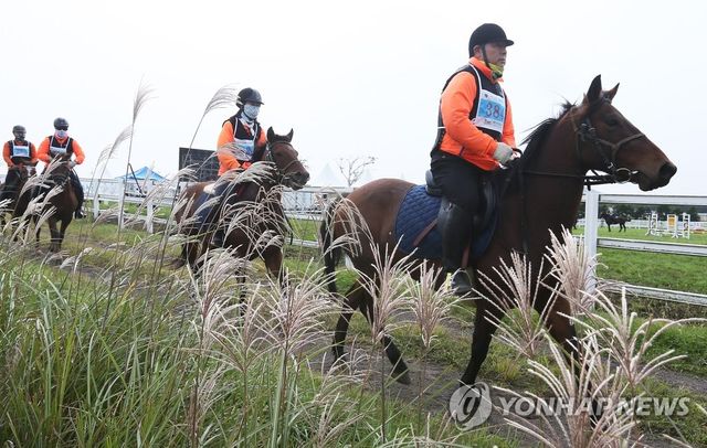 제주 억새밭에서 펼쳐진 지구력 승마대회