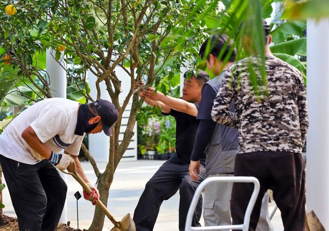 국립세종수목원 야간 개장 준비 한창