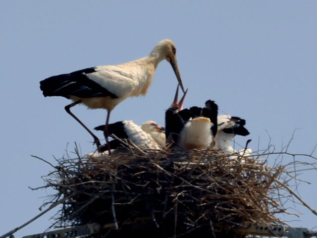 전남 나주서 발견된 황새 가족