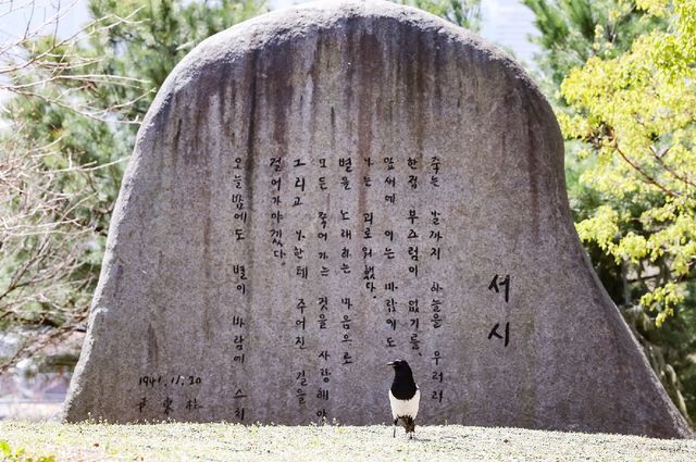 윤동주의 '서시' 시비와 까치 [사진/임헌정 기자]