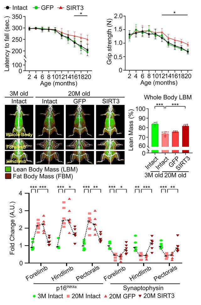 항노화를 유도한 노령 생쥐 모델의 운동 능력 평가 