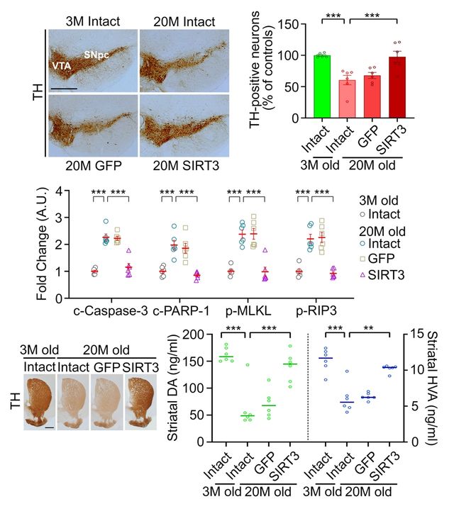 흑질-선조체 도파민 신경계 항노화 유도 효과 