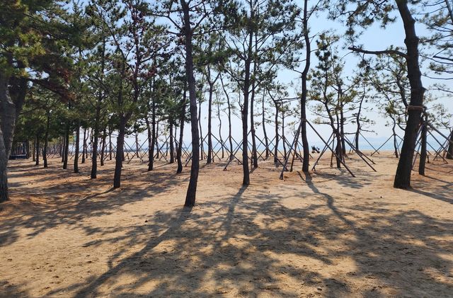 깨끗해진 보성율포솔밭해수욕장