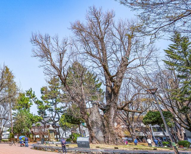 잎의 모양이 오리 발가락을 닮았다고 '압각수'로 불린 은행나무 [사진/임헌정 기자] 