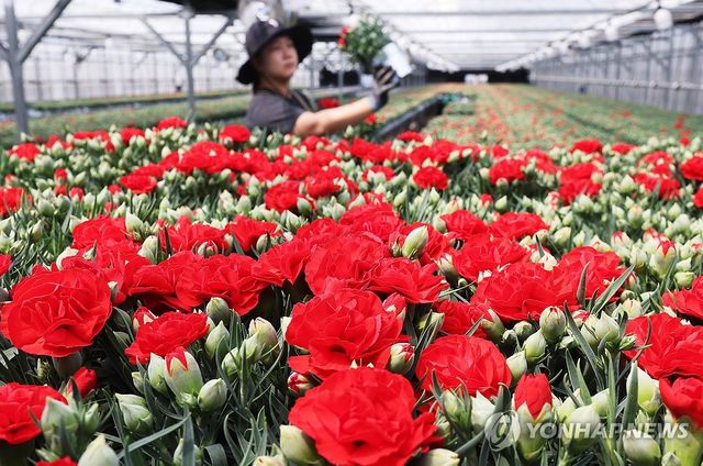 가정의 달 앞두고 카네이션 출하