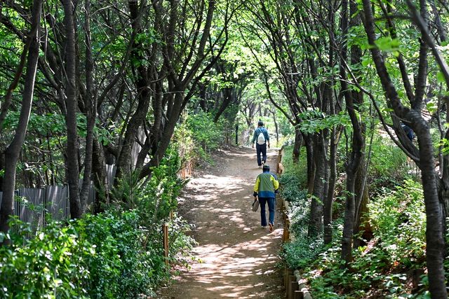 백련산 등산로에 조성된 맨발길